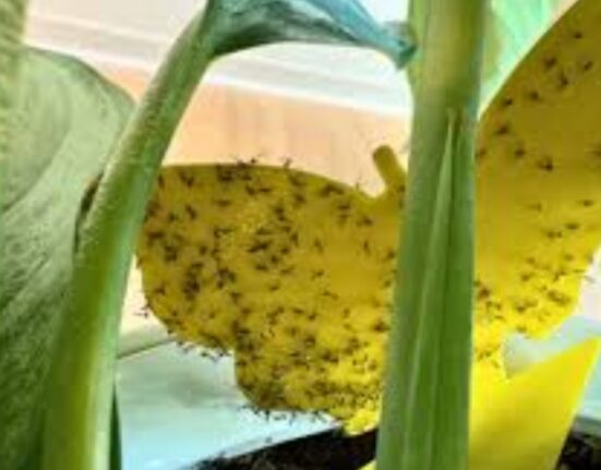 How to Get Rid of Gnats in Plants - 7 Proven Secrets!
