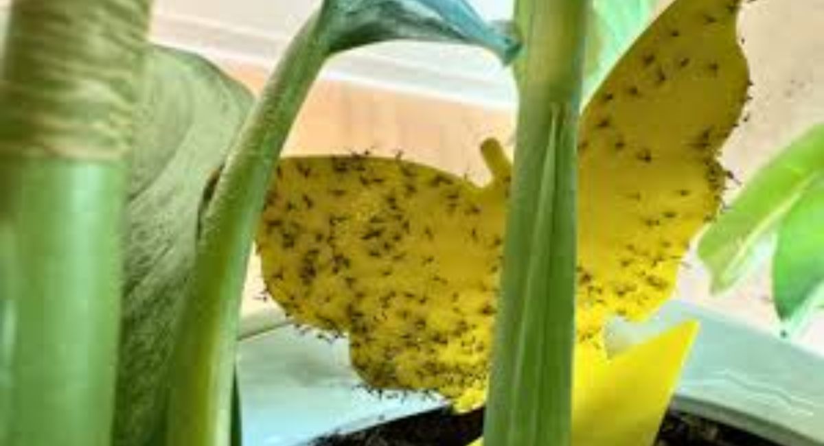 How to Get Rid of Gnats in Plants - 7 Proven Secrets!