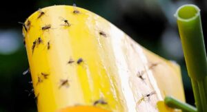 How to Get Rid of Gnats in Plants by Understanding What They Actually Are: