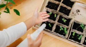 How to Get Rid of Gnats in Plants Using Soil-Based Treatment Methods: