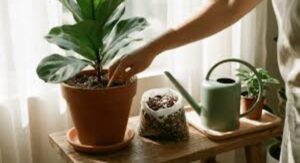 How to Get Rid of Gnats in Plants by Fixing Your Watering Habits First: