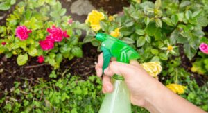 Benefits of Using Castile Soap for Plants