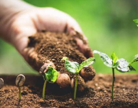 How to Grow Coffee Plant Seeds - 9 Essential Tips That Work!