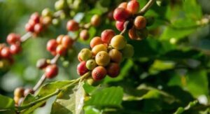 What Are Coffee Plant Seeds?