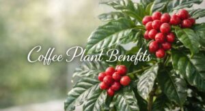 Benefits of Growing Coffee Plant Seeds