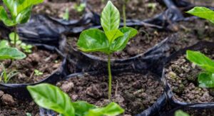 How to Plant and Grow Coffee Plant Seeds Step by Step