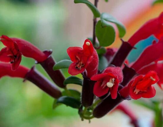 Curly Lipstick Plant - 9 Care Secrets for Stunning Blooms!