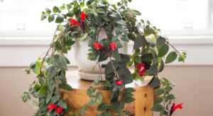 What Is the Curly Lipstick Plant?