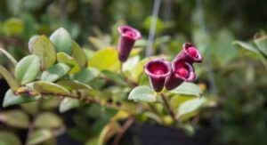 Benefits of Growing a Curly Lipstick Plant