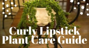 How to Care for Your Curly Lipstick Plant Step by Step