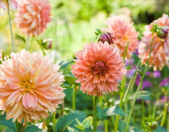 Dahlia Tuber Planting—10 Proven Tips for Gorgeous Blooms!