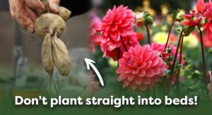 What Is Dahlia Tuber Planting?