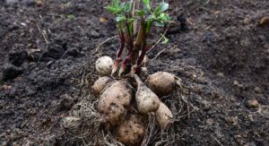 Benefits of Growing Dahlias from Tubers