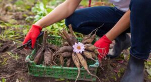How to Plant Dahlia Tubers Step by Step
