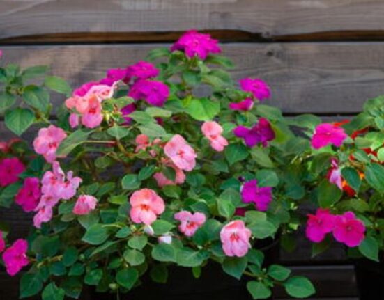 9 Proven Tips to Grow Double Impatiens Plants Like a Pro!