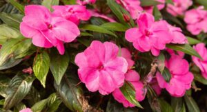 What Are Double Impatiens Plants?