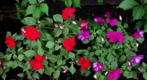 Benefits of Growing Double Impatiens Plants