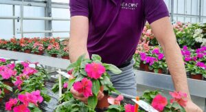 Step-by-Step Care Guide for Double Impatiens Plants