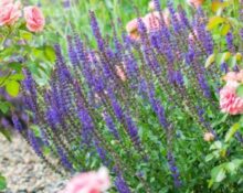 15 Gorgeous Different Types of Sage Plants That Transform Gardens!