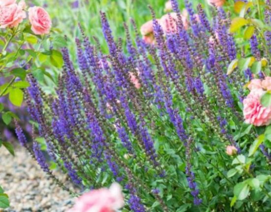 15 Gorgeous Different Types of Sage Plants That Transform Gardens!