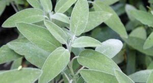 What Are Sage Plants?