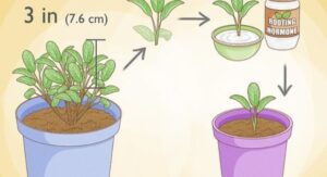 How to Care for Different Types of Sage Plants: Step by Step