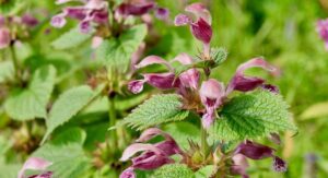 What Is the Dragon Flower Plant?