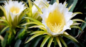 Benefits and Importance of the Dragon Flower Plant