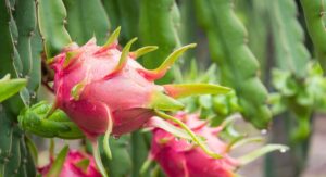 How to Care for Your Dragon Flower Plant: Step-by-Step Guide