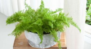 What Is a Fern House Plant?