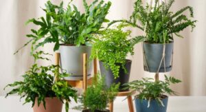 Benefits of Growing a Fern House Plant Indoors