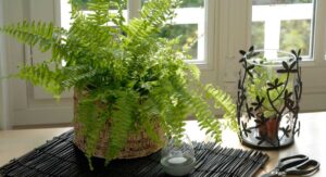 How to Care for a Fern House Plant: Step-by-Step
