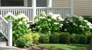 Benefits and Importance of Foundation Plants