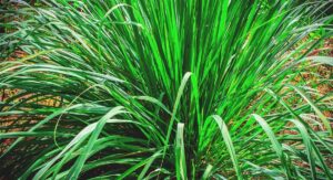 Lemon Grass Plant Origins, Varieties, and Growth Habit Explained: