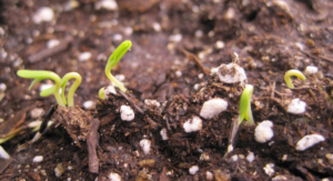 When to Plant Tomatoes Indoors Starting Seeds at the Right Moment: