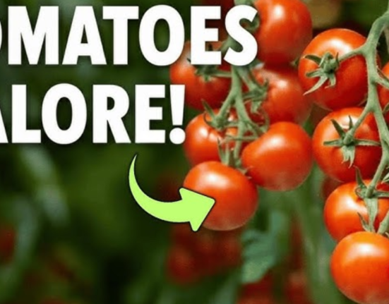 When to Plant Tomatoes - 7 Timing Secrets That Guarantee Harvest!