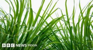 Lemon Grass Plant Watering Science for Consistent and Healthy Growth: