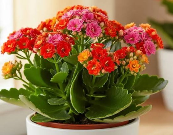 Kalanchoe Plant Care - 7 Proven Secrets for Thriving Plants!
