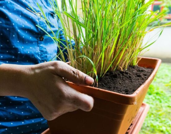 Lemon Grass Plant - 7 Secrets to Grow & Keep It Thriving!