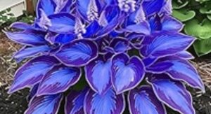 Midnight Blue Heart Plant Origins Understanding Its Natural Tropical Heritage: