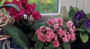 Midnight Blue Heart Plant Soil Needs Creating the Perfect Growing Mix: