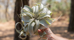 Air Plant Care Basics Every New Grower Must Know: