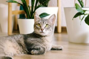 Why Choosing Cat Friendly Plants Protects Your Beloved Pet Every Day: