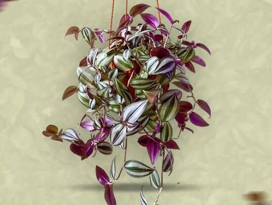 Wandering Jew Plant Care Guide for Healthy Indoor Growth