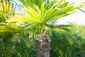 Windmill Palm Planting Critical Warning Signs You Must Never Overlook: