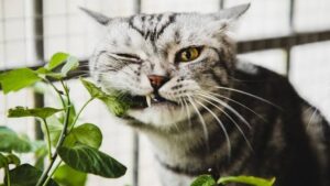 Are Snake Plants Toxic to Cats Saponin Science Explained: