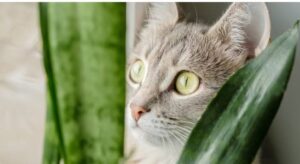 Warning Signs That Your Cat Friendly Plants Are Diseased and Need Immediate Care: