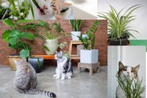 Best Low-Light Cat Friendly Plants That Thrive in Dimmer Indoor Spaces: