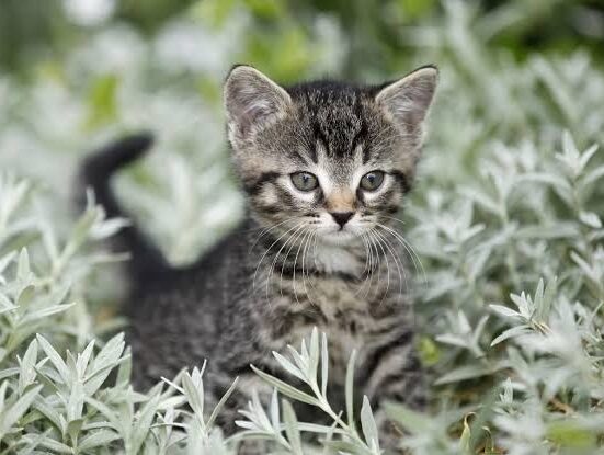 15 Best Cat Friendly Plants- for a Safe and Happy Home!