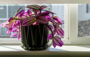 Wandering Jew Plant Care Top Practices for Vibrant Colorful Growth: